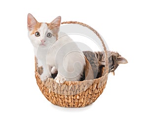 Cute little kitten in wicker basket on white background