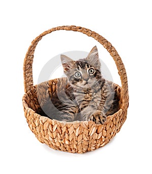 Cute little kitten in wicker basket on white background