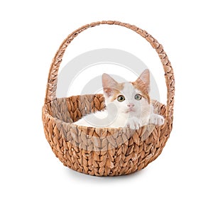 Cute little kitten in wicker basket on white background