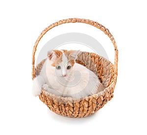 Cute little kitten in wicker basket on white background