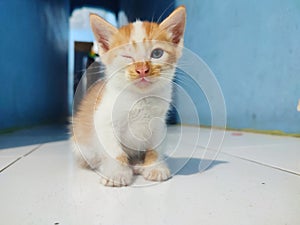 A cute little kitten winked photo