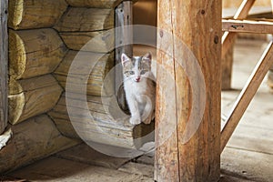 Cute little kitten in the wooden house