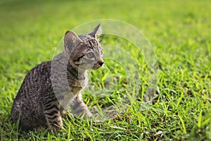 Cute little kittens are playing on the grass in front of the house