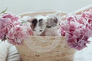 Cute little kittens sitting in basket with beautiful pink flowers. Adoption concept