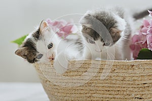 Cute little kittens sitting in basket with beautiful pink flowers. Two curious kitties playing