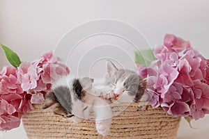 Cute little kittens sleeping in basket with beautiful pink flowers. Happy Easter