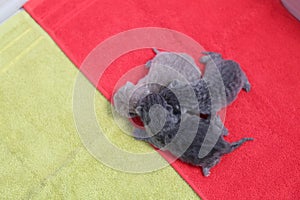 Cute little kittens on a towel