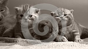 Cute little kittens on a towel