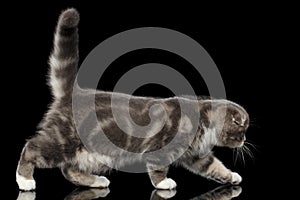 Cute little kitty scottish fold breed on isolated black background