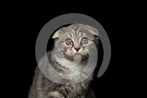 Cute little kitty scottish fold breed on isolated black background