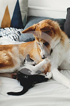 Cute little kitty sitting on big golden dog on bed with pillows