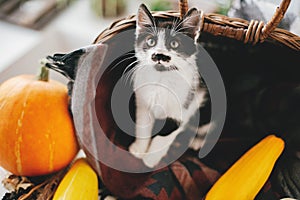 Cute little kitty sitting in wicker basket with pumpkin, zucchin