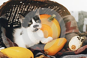 Cute little kitty sitting in wicker basket with pumpkin, zucchin
