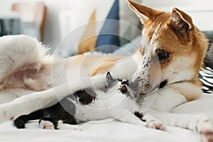 Cute little kitty sleeping on big golden dog on bed with pillows