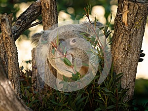 A cute little koala sitting on a tree in a zoo