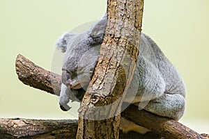 A cute little koala sleeping on a tree in a zoo