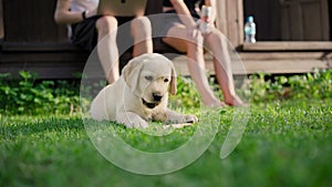 A cute little labrador puppy gnaws a stick while lying on the grass