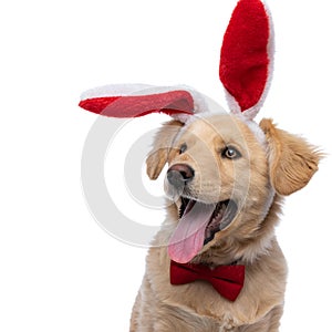 Cute little labrador retriever with bunny ears sticking out tongue