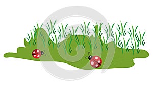 Cute little lady bugs on green grass
