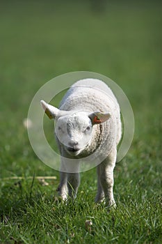 Cute little lamb