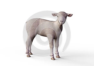 The cute little Lamb, 3D Illustration