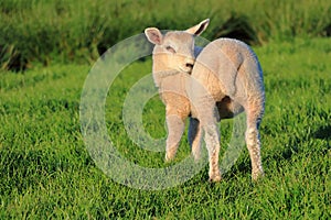 Cute Little Lamb in Evening Light along Annandale Way, Dumfries and Galloway, Scotland, Great Britain