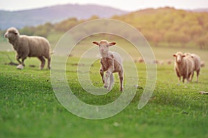 Cute little lamb on fresh spring green meadow during sunrise