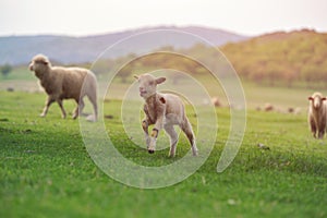 Cute little lamb on fresh spring green meadow during sunrise