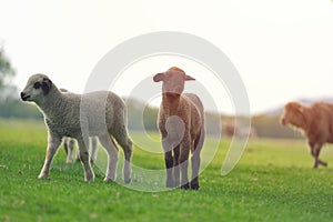 Cute little lamb on fresh spring green meadow during sunrise