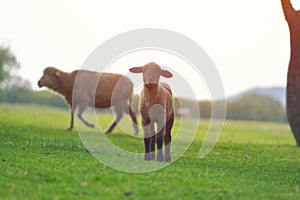 Cute little lamb on fresh spring green meadow during sunrise