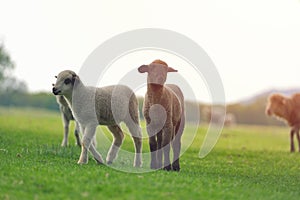 Cute little lamb on fresh spring green meadow during sunrise