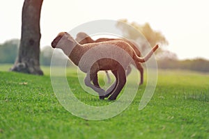 Cute little lamb on fresh spring green meadow during sunrise