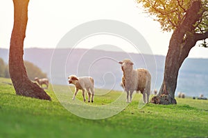 Cute little lamb on fresh spring green meadow during sunrise