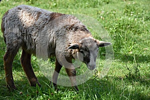 Cute little lamb in a meadow grazing grass