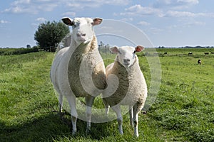 Cute little lamb and mother sheep ewe on a dike in fresh spring green meadow in the sun