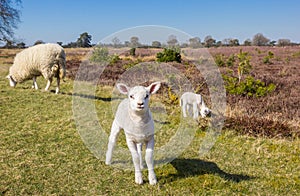 Cute little lamb in nature area Drents-Friese Wold