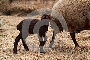 Cute little lamb playing outdoors. Newborn baby lamb animal