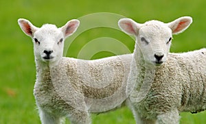 Cute Little Lambs photo