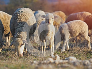 Cute little lambs on fresh spring green meadow during sunset
