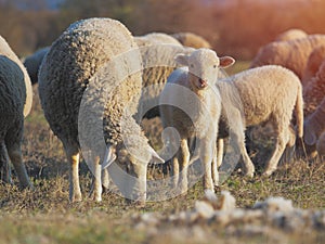 Cute little lambs on fresh spring green meadow during sunset