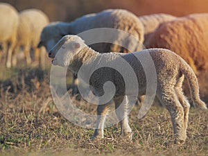 Cute little lambs on fresh spring green meadow during sunset