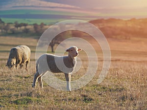 Cute little lambs on fresh spring green meadow during sunset