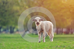 Cute little lambs on fresh spring green meadow during sunset