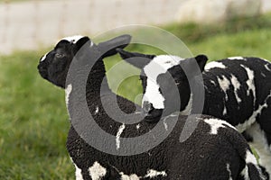 Cute little lambs and sheep in black and white on fresh spring green meadow in the sun