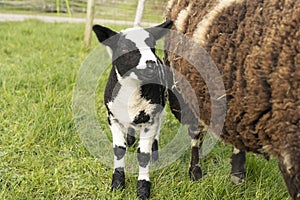 Cute little lambs and sheep in black and white on fresh spring green meadow in the sun