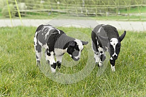 Cute little lambs and sheep in black and white on fresh spring green meadow in the sun