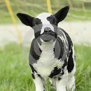 Cute little lambs and sheep in black and white on fresh spring green meadow in the sun