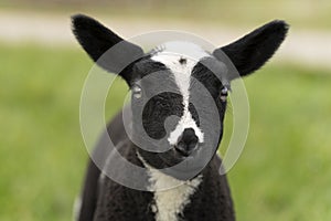 Cute little lambs and sheep in black and white on fresh spring green meadow in the sun