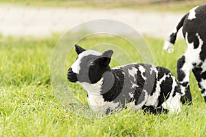 Cute little lambs and sheep in black and white on fresh spring green meadow in the sun