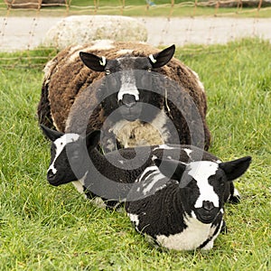 Cute little lambs and sheep in black and white on fresh spring green meadow in the sun